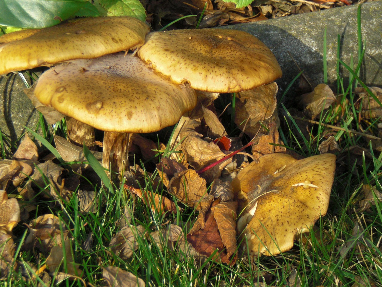 nature mushrooms plant free photo