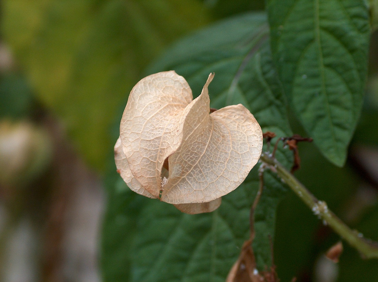 nature flower macro free photo