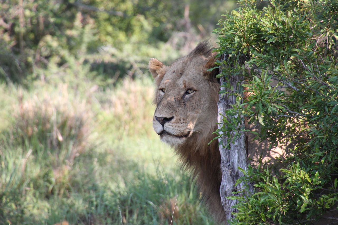 nature lion south africa free photo
