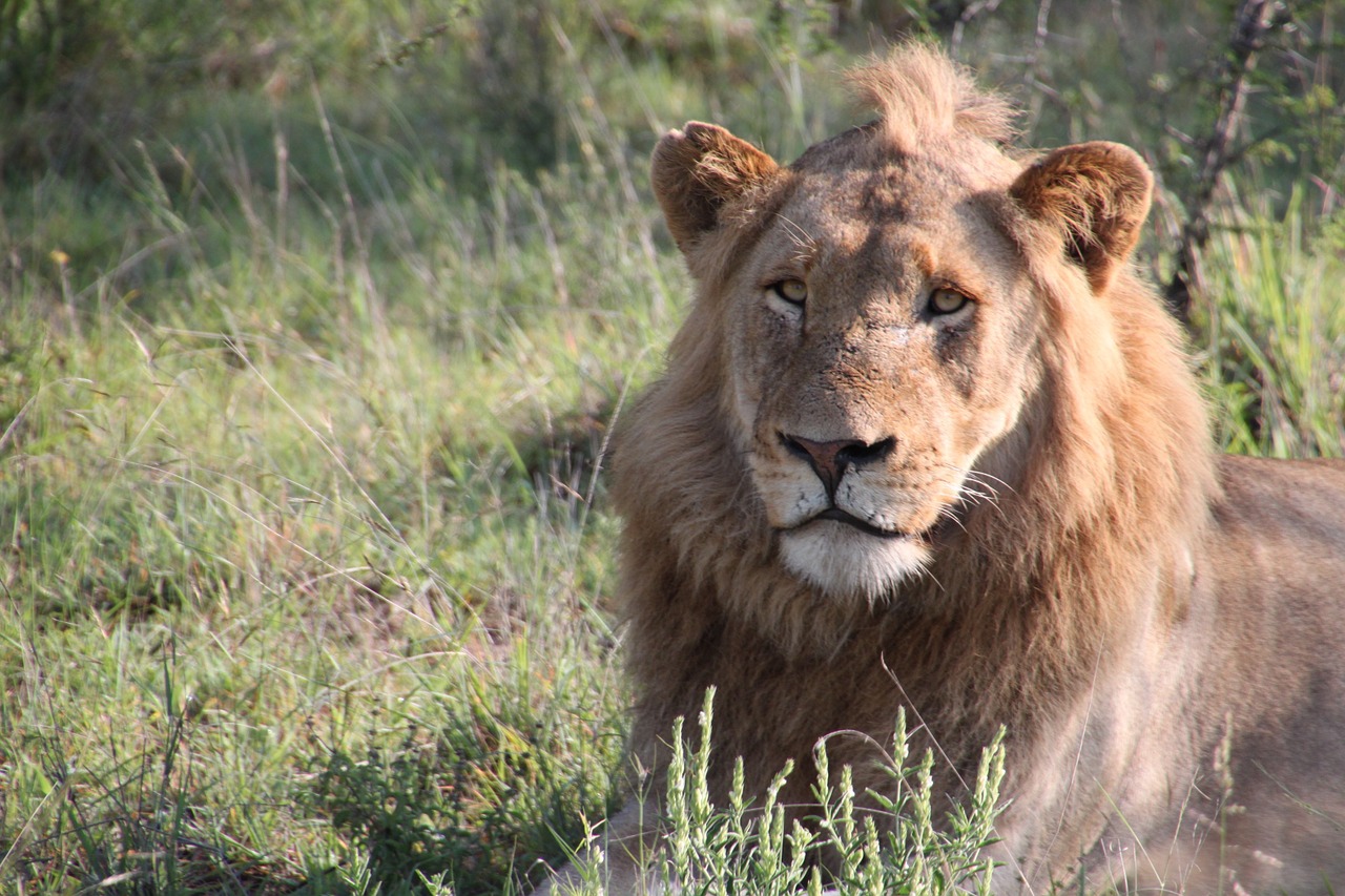 lion nature south africa free photo