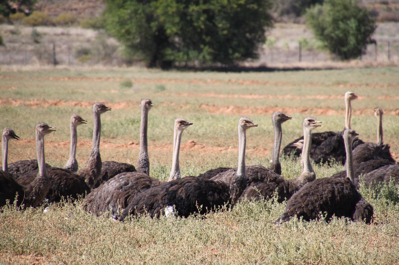 ostrich nature south africa free photo