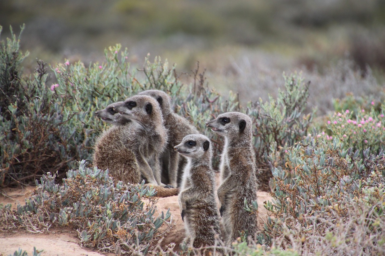 nature meerkat south africa free photo