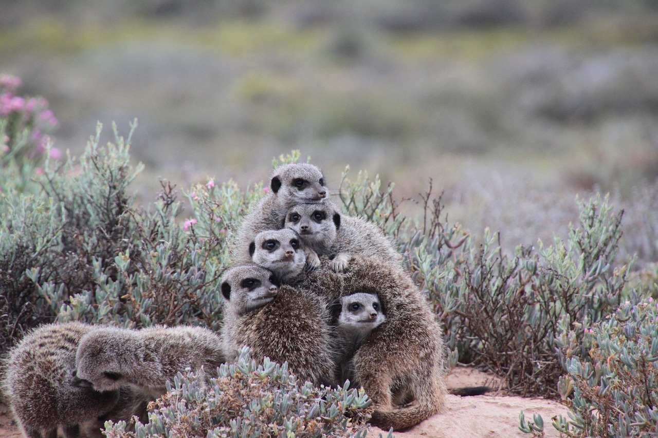 nature meerkat south africa free photo