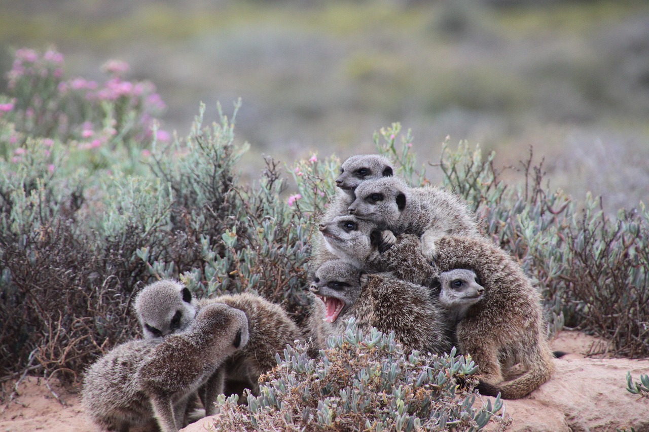 nature meerkat south africa free photo