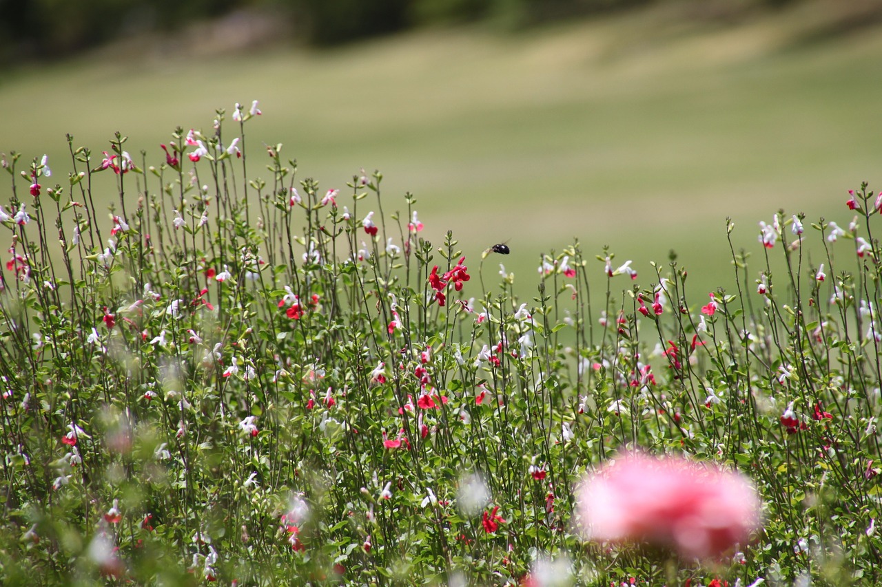 meadow grass flowers free photo