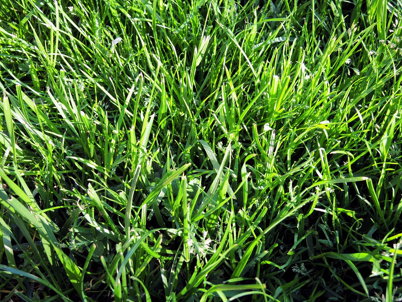 nature rush grass free photo