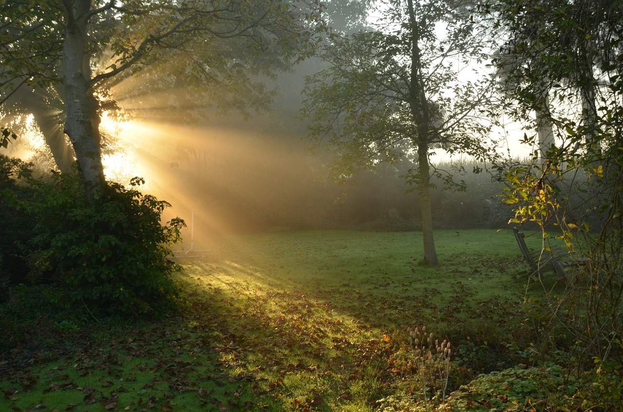 nature forest grass free photo