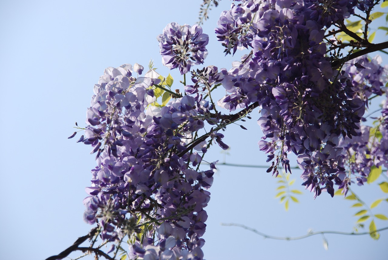 nature plant blue free photo