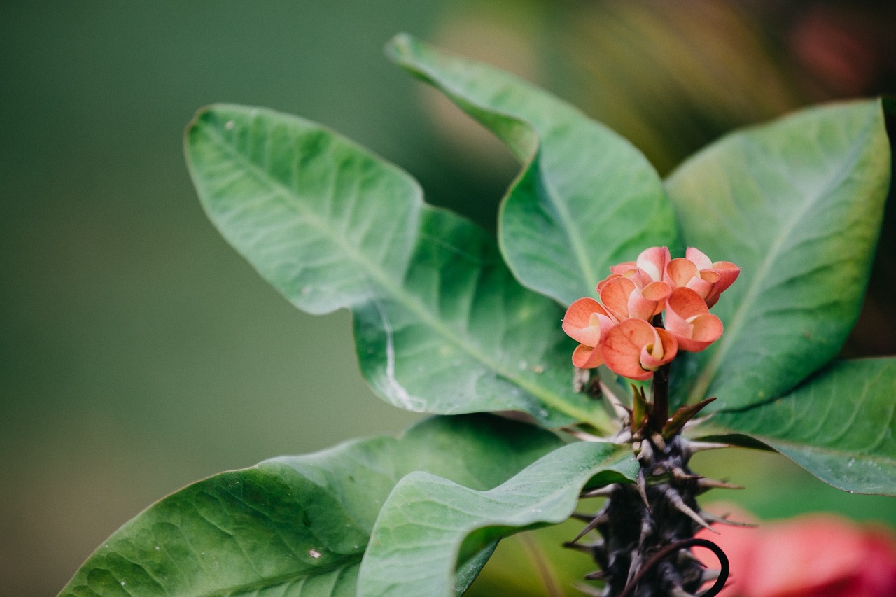 nature flower green free photo