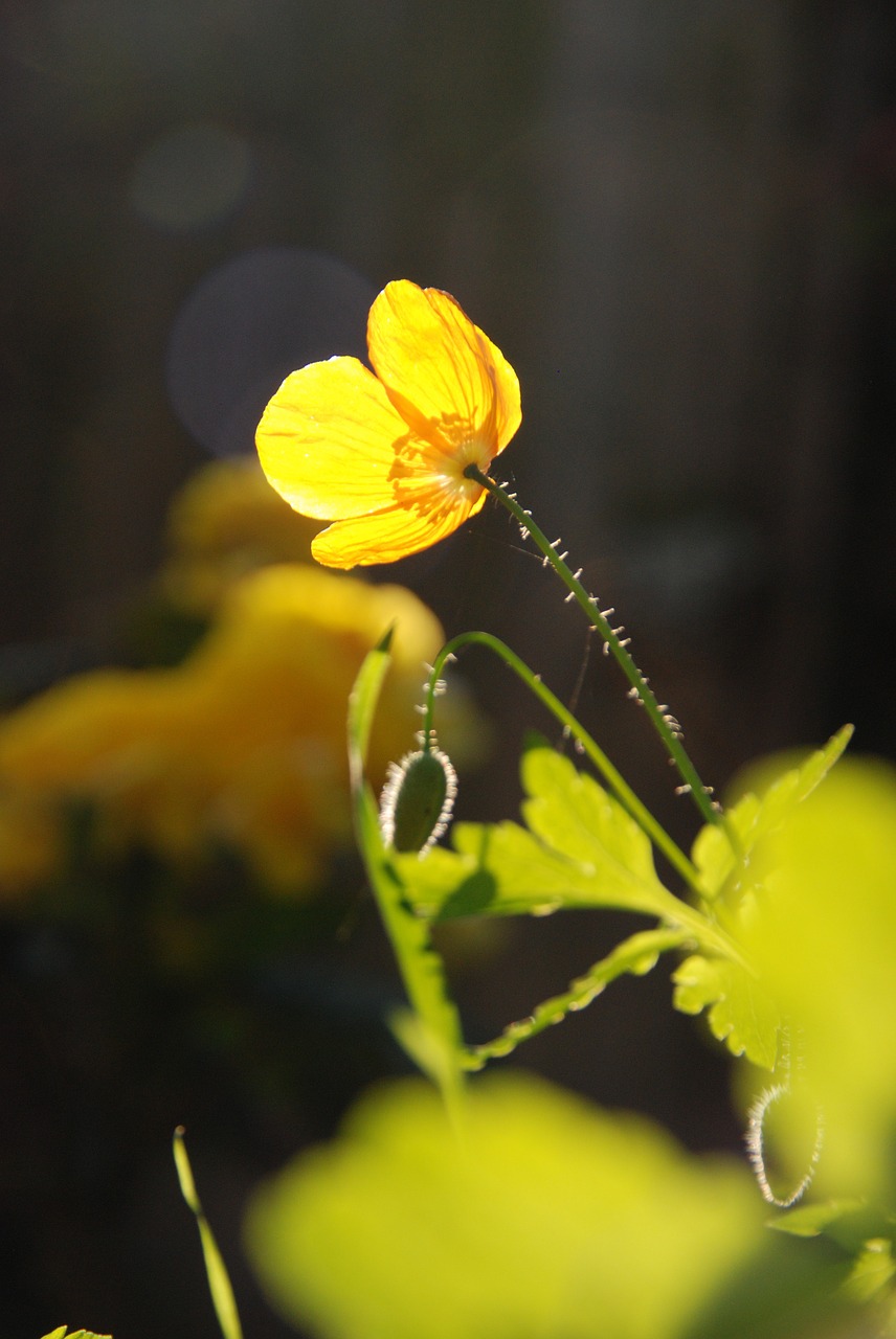 nature plant poppy free photo