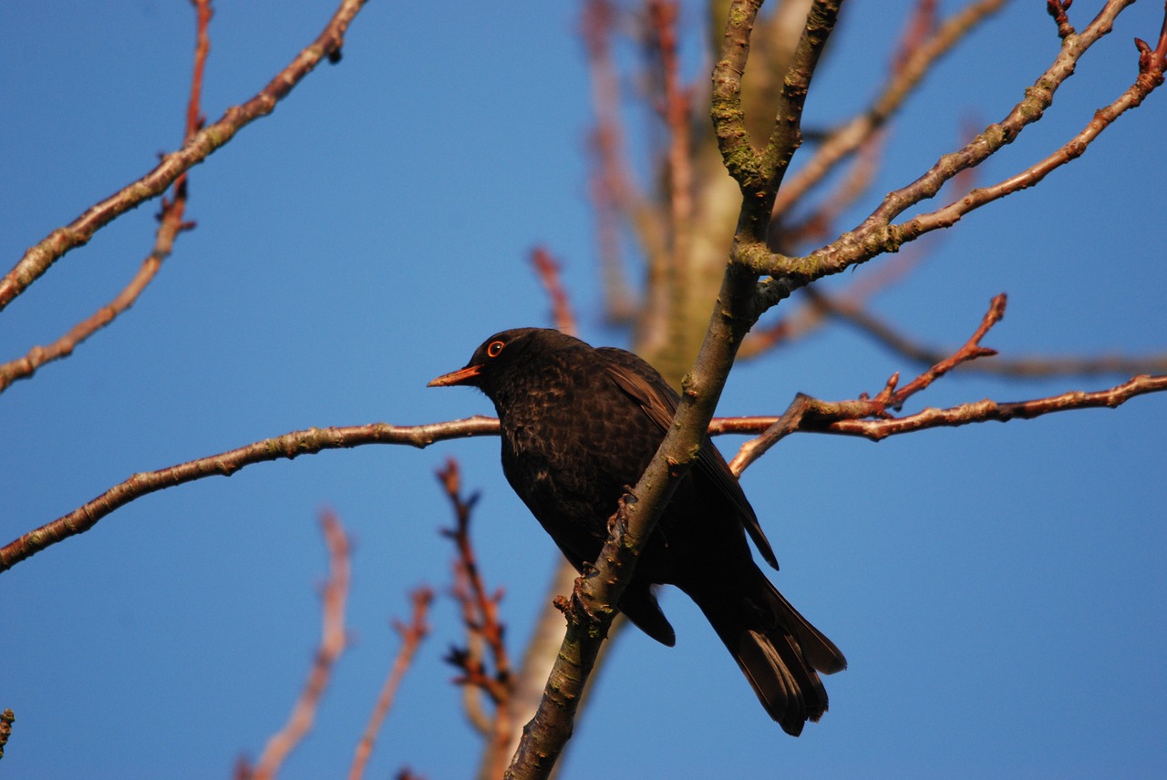 nature bird blackbird free photo