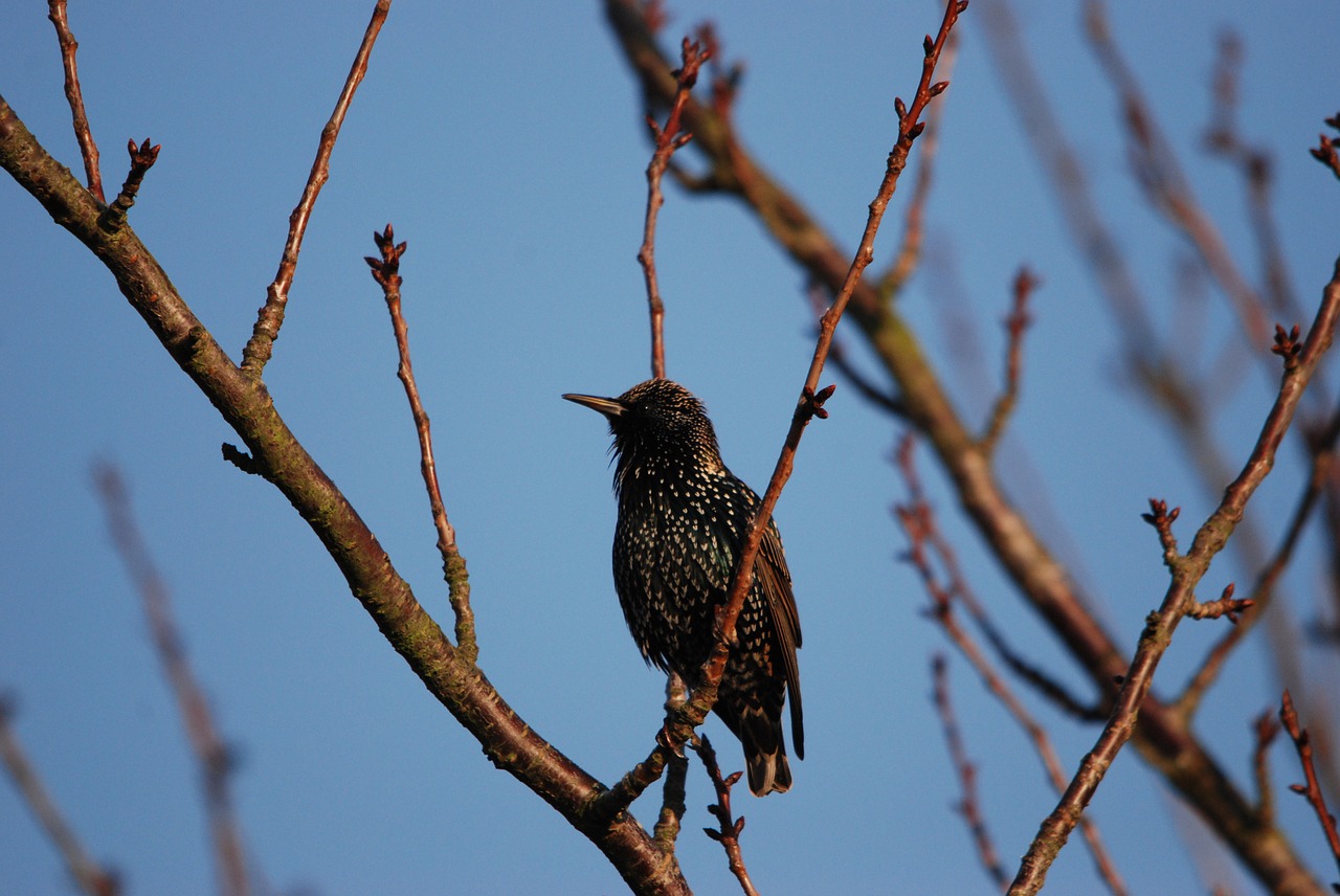 nature bird starling free photo