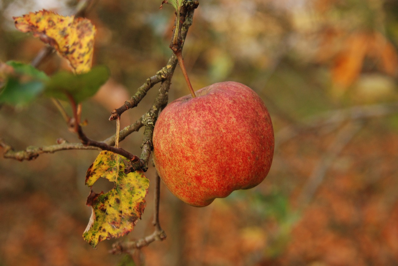 nature fruit apple free photo