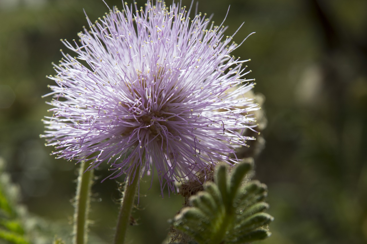 nature mato garden free photo