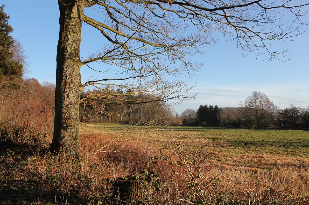 nature tree autumn free photo