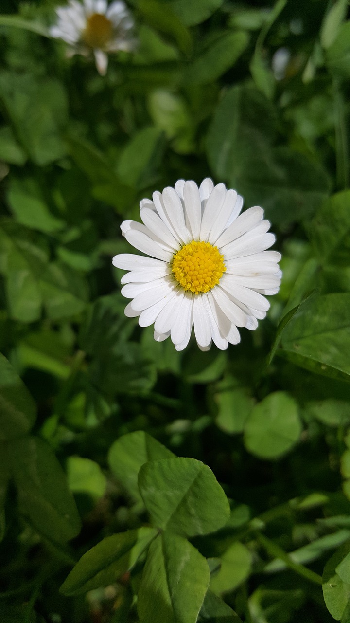 nature flowers daisy free photo