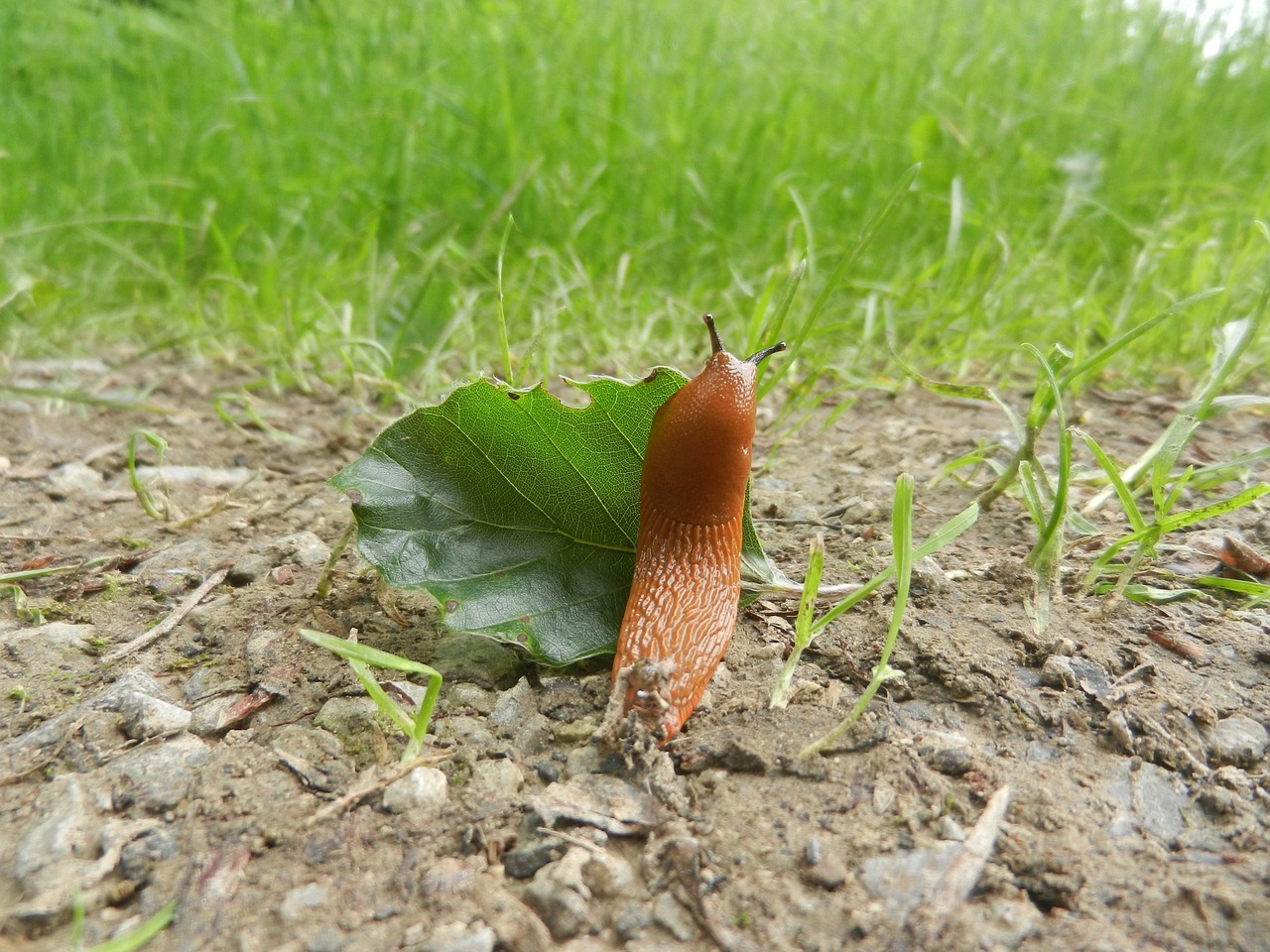 forest slug nature free photo