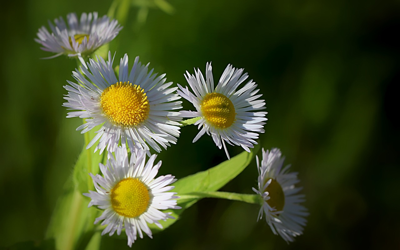 nature flowers spring free photo