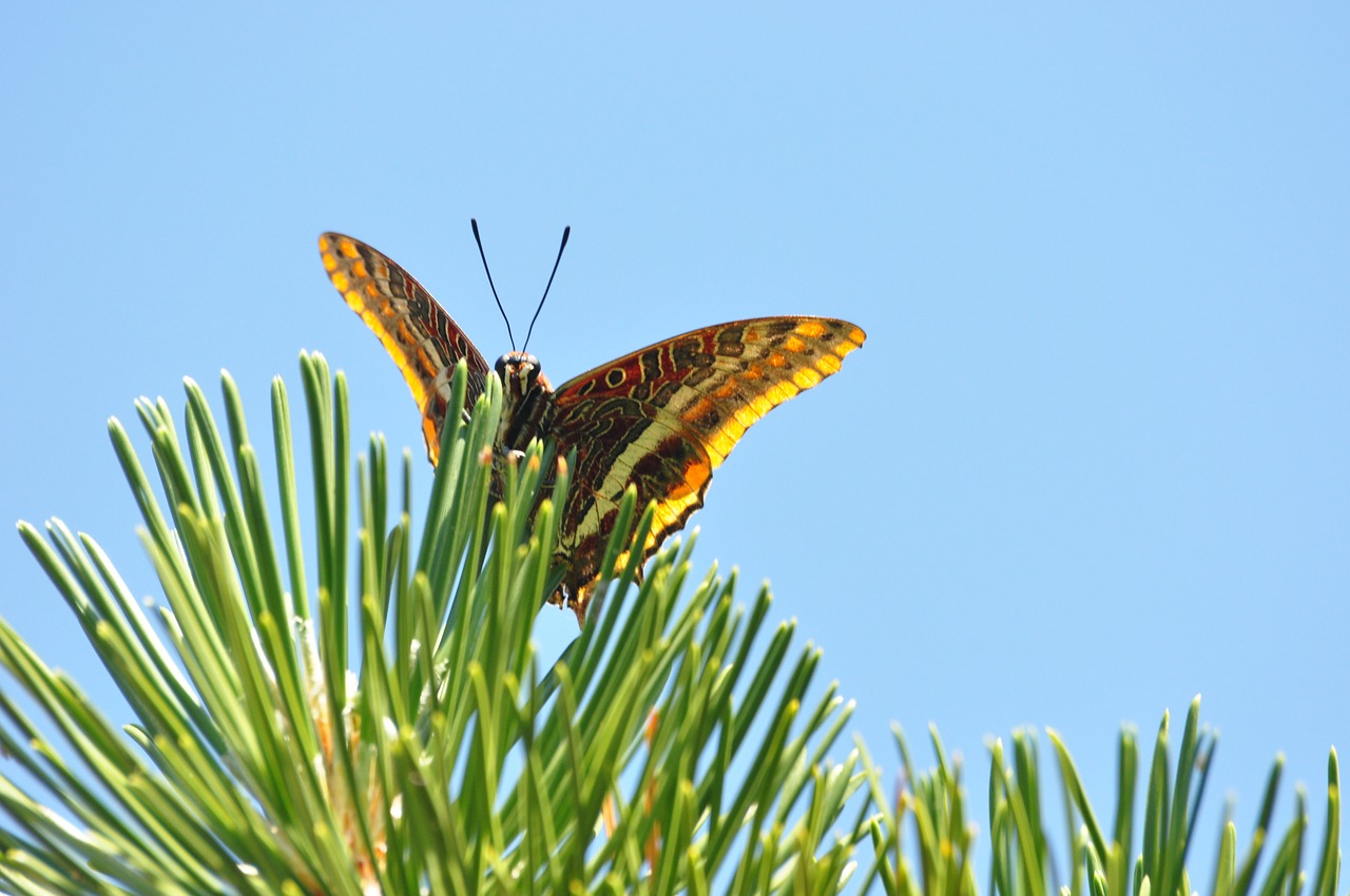 nature butterfly strawberry falter free photo