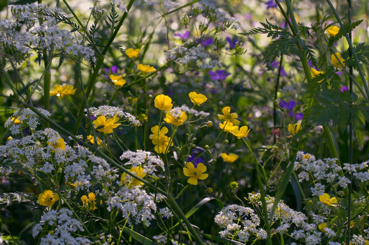 nature summer meadow flower free photo