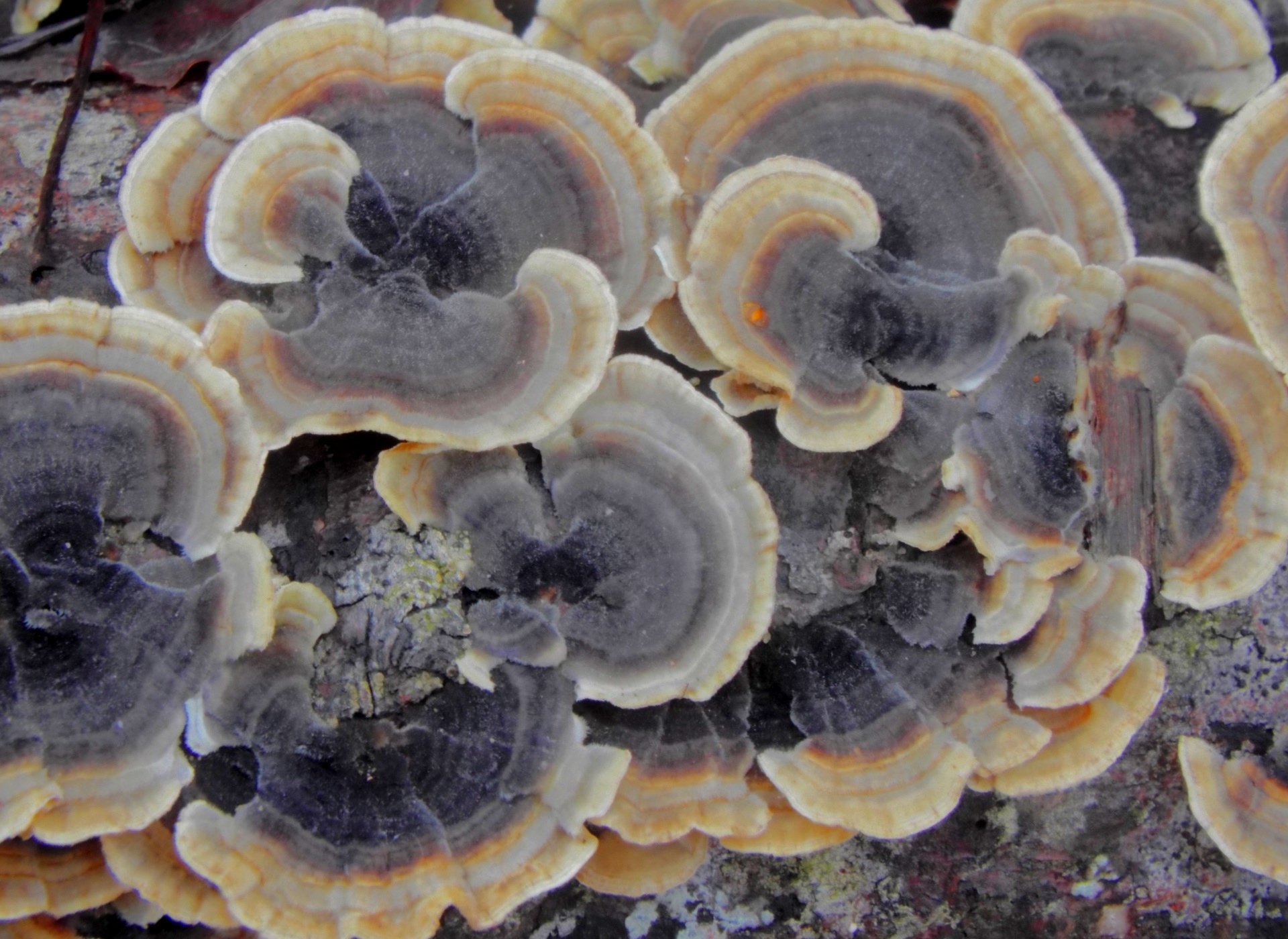 fungus lichen toad stools free photo