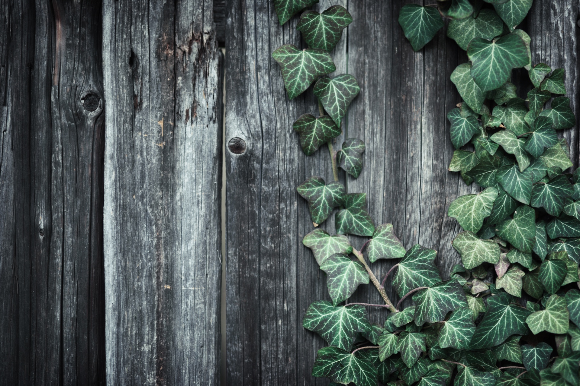 green plants flowers free photo