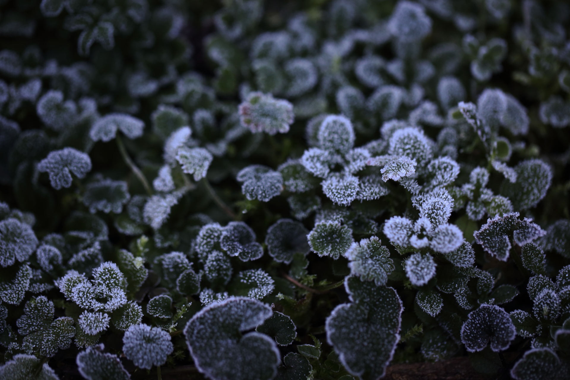 green plants flowers free photo