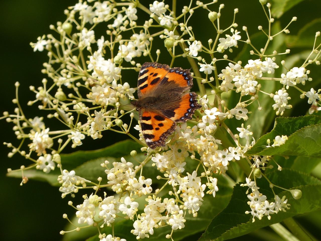 nature butterfly flowers free photo