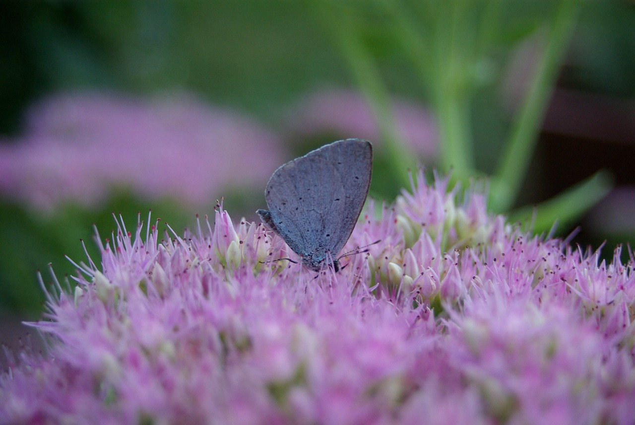 nature butterfly violet free photo