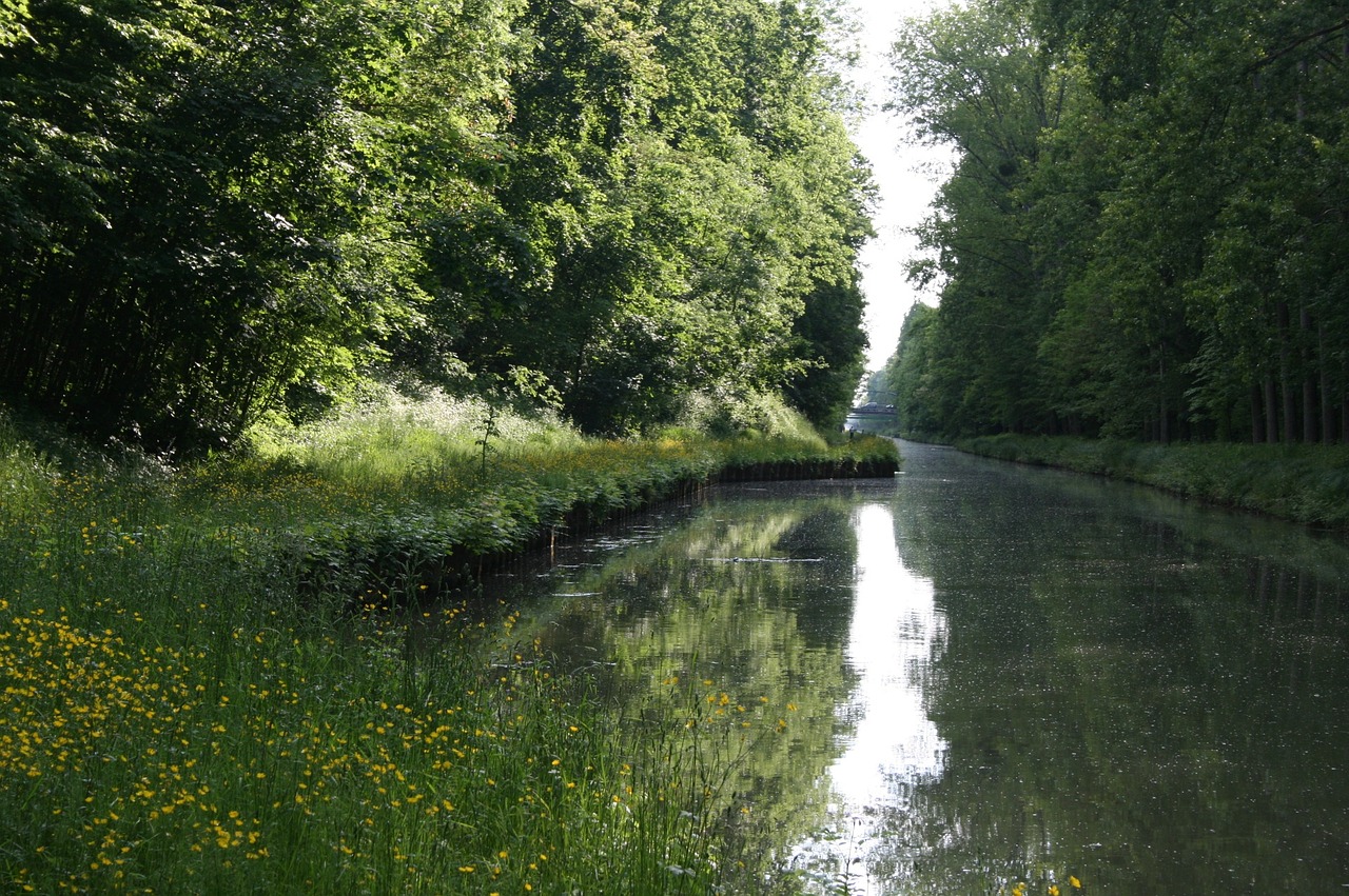 nature field forest free photo