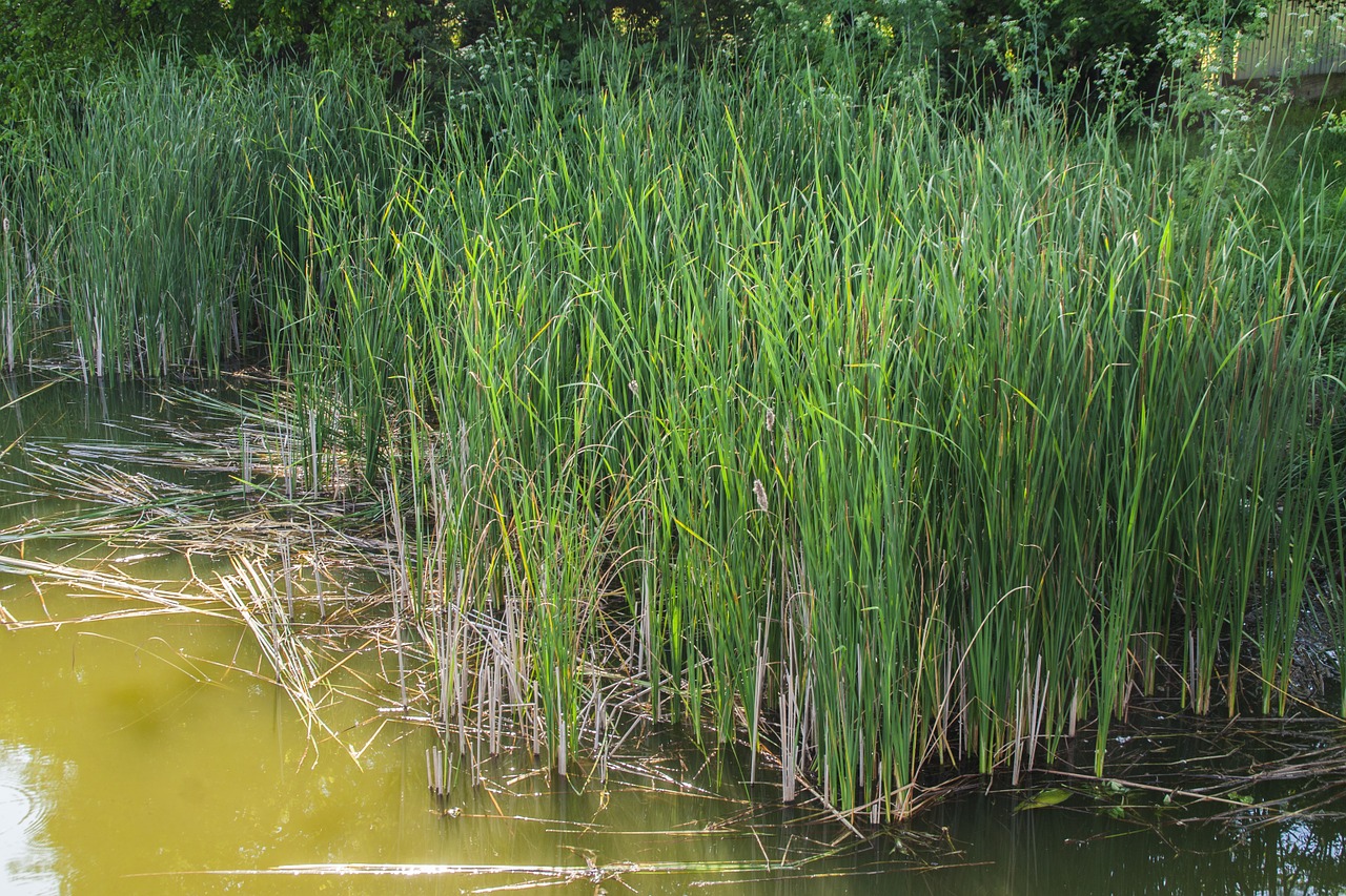 cernica lake rush reed free photo