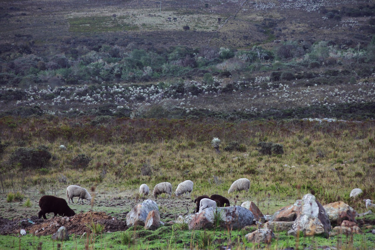 nature field sheep free photo