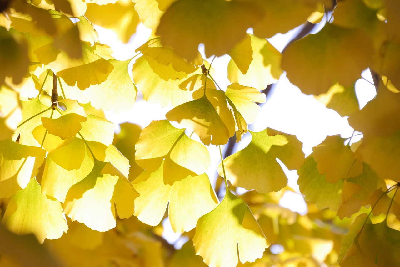 nature ginkgo leaves free photo