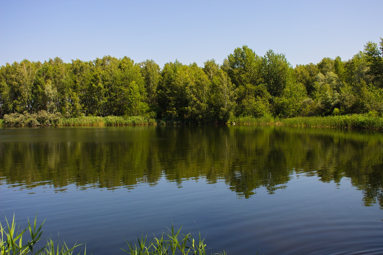 nature summer green free photo