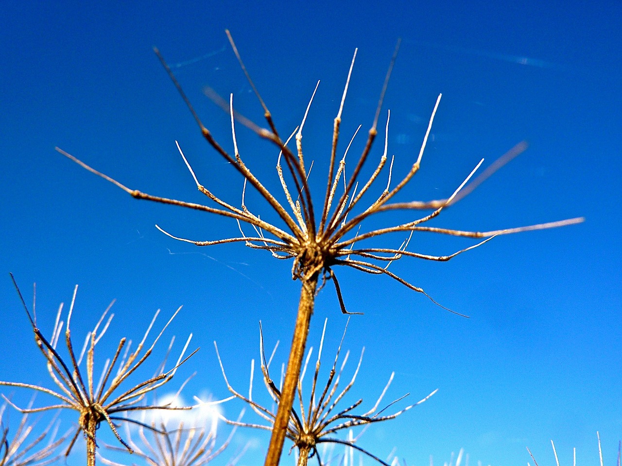 nature blue sky free photo