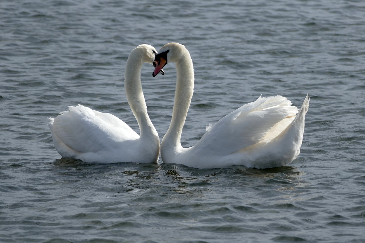 nature landscape swan free photo