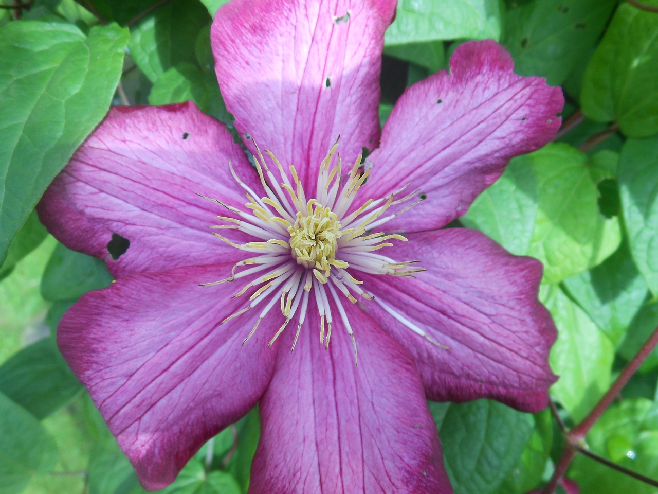 nature flower leaves free photo