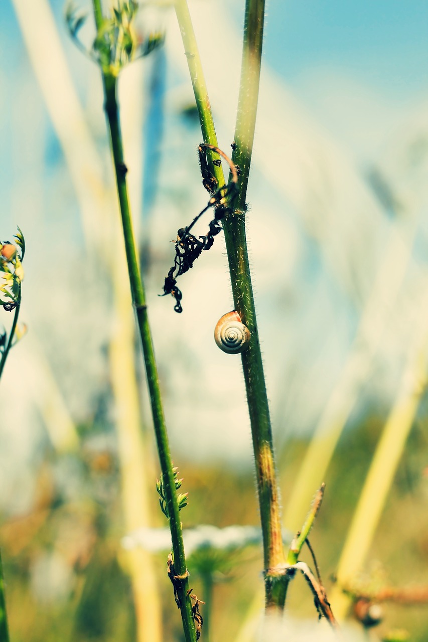 nature flora worm free photo