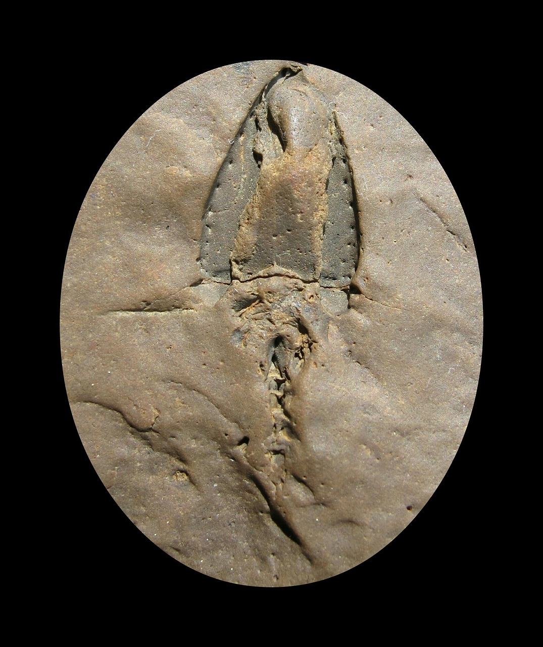 nature fossils sagittacystis prima free photo
