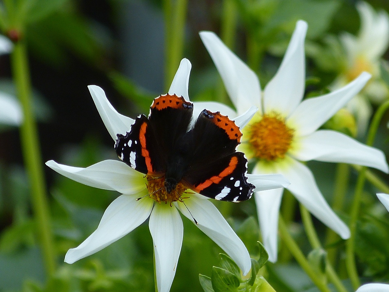 nature blossom bloom free photo