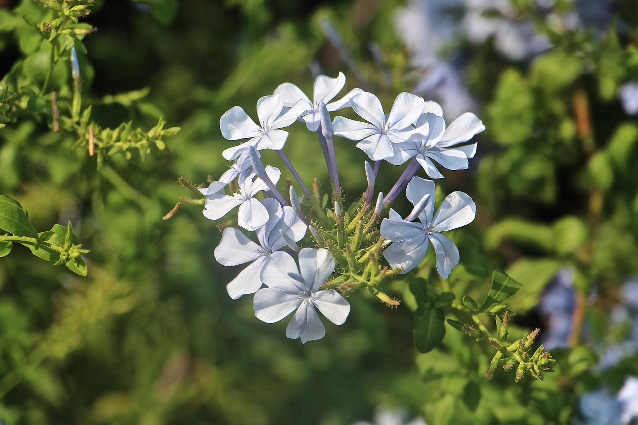 nature flowers plant free photo