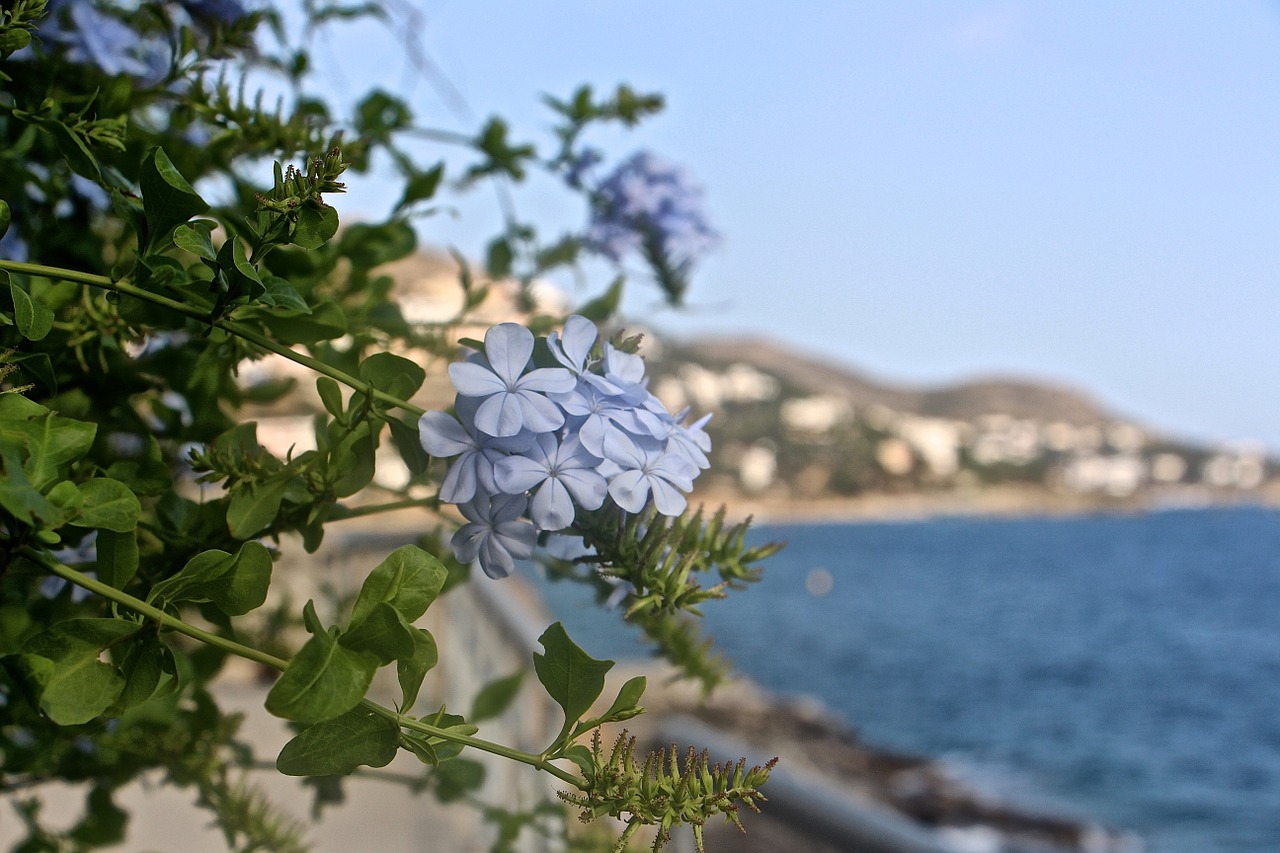 nature flowers plant free photo