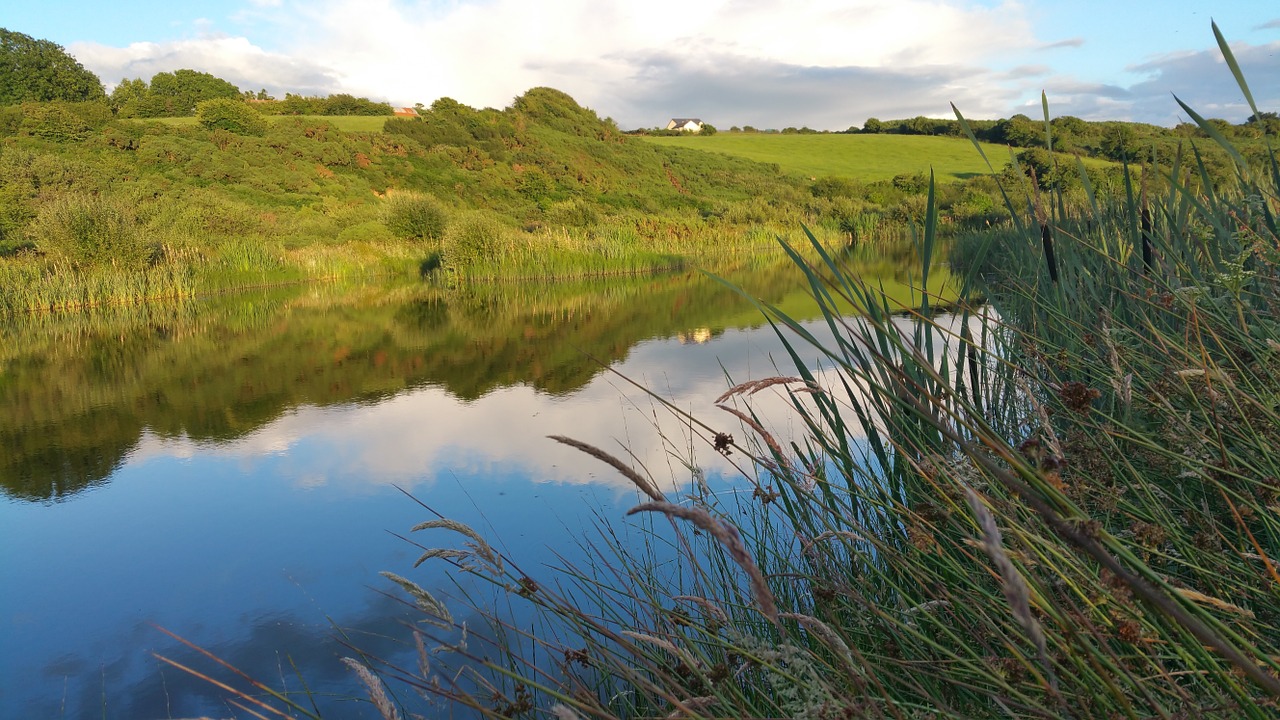 nature pond park free photo