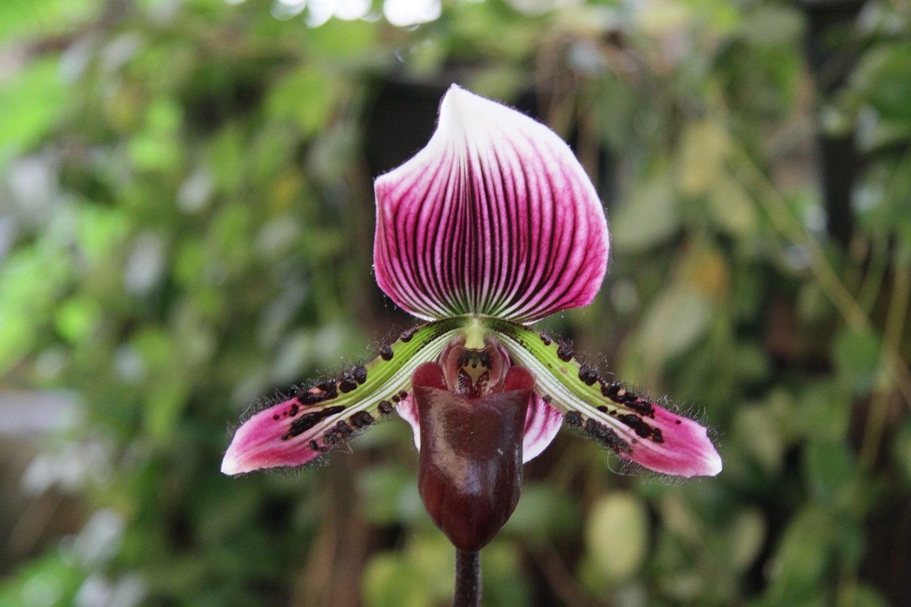 nature orchid blossom free photo