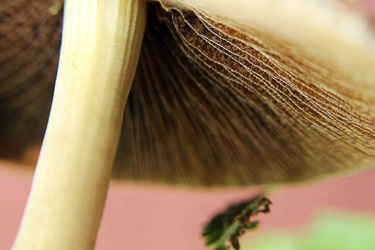 nature mushrooms forest free photo