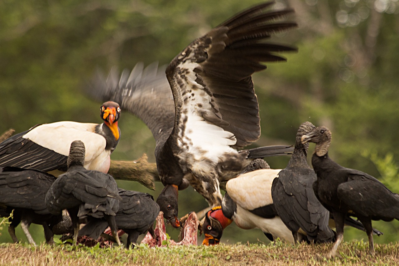 nature predatory birds king vulture free photo