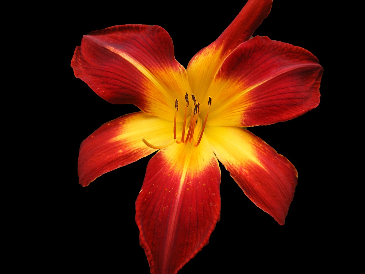 hemerocallis hybrids nature flower free photo