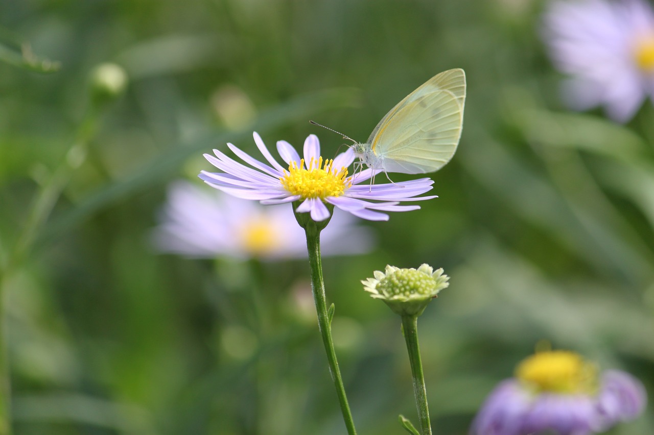 nature butterfly summer free photo