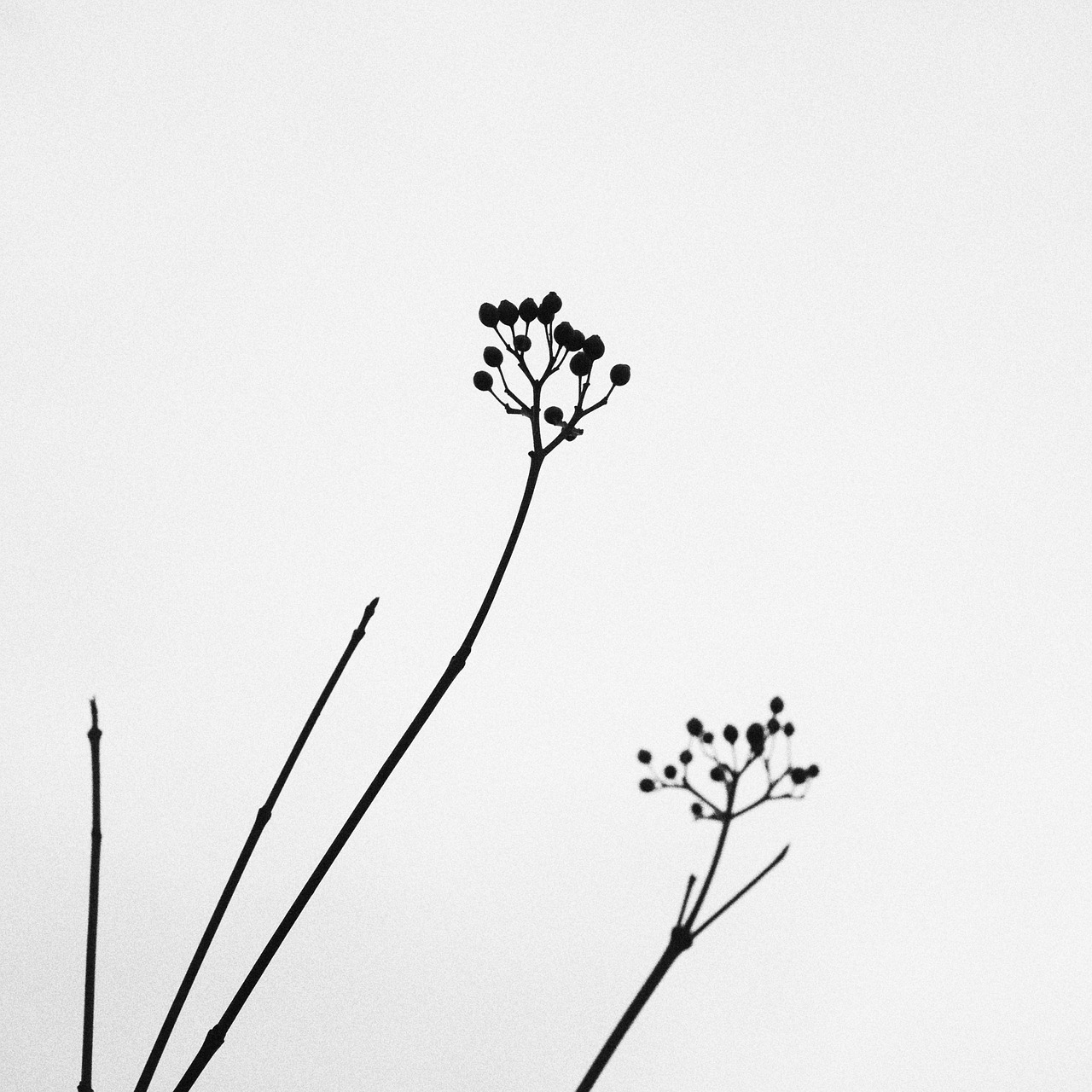 nature plant minimalistic free photo