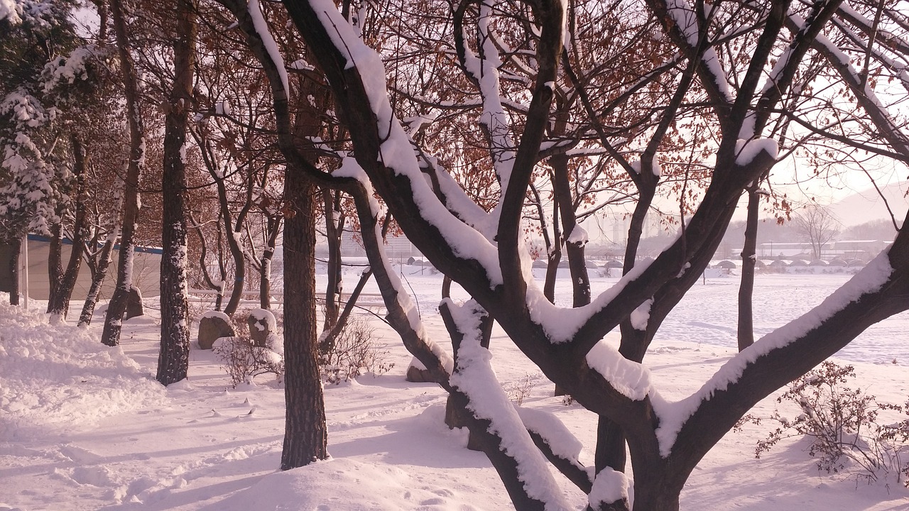 nature winter snow free photo